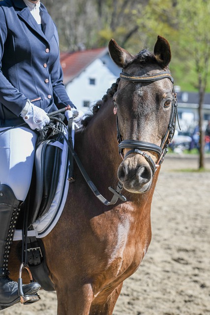 经常会出现 经常会出现